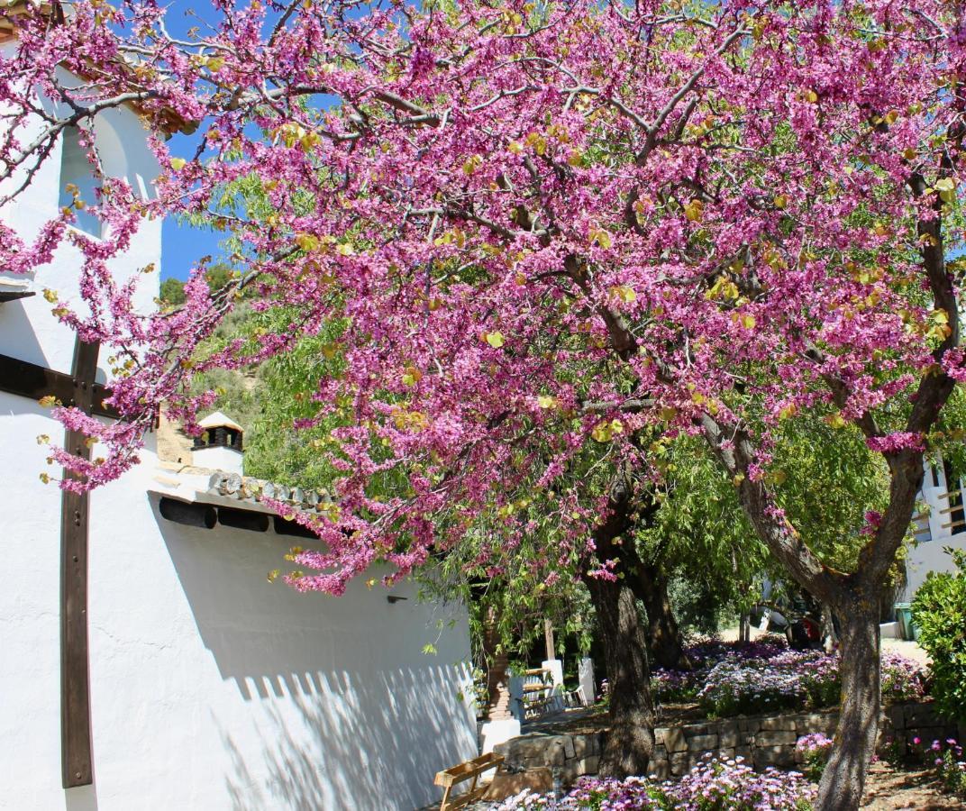Cortijo La Fe Guest House Montefrio Exterior photo